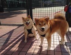 世俱杯奖金-天穹崩塌，新王当立，文班亚马的42分狂宴如何踏碎篮网与凯尔特人的铁血防线