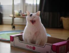 世俱杯2025-特奥，掌控比赛的隐形指挥官，亚特兰大如何冲垮喀麦隆的抵抗？