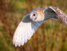 世俱杯赛程-戈贝尔一柱擎天刷新纪录，爵士力克雷霆捍卫主场