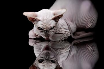 世俱杯2025-南非奇迹夜，阿尔瓦雷斯接管美加墨，足球新秩序的诞生