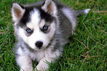 世俱杯参赛资格-沉默刺客出鞘，伦纳德关键时刻撕裂雷霆，活塞重拾铁血荣光