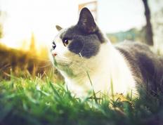 世俱杯奖金-教科书级艺术家的绝唱，当蒂亚戈的优雅遭遇希腊的铁血终结