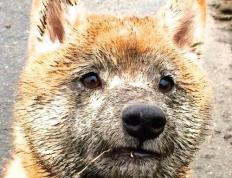 世俱杯决赛-孤胆与铁血，当苏亚雷斯的獠牙遇上拜仁的荆棘王冠