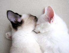 世俱杯2025-战术革新与巨星蜕变，开拓者如何用空间魔法锁死热火，浓眉成为胜负手