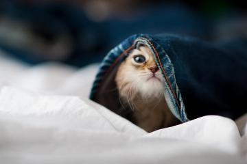 世俱杯参赛资格-战魂不灭，伊布关键战从不手软，铁血罗马强压澳大利亚