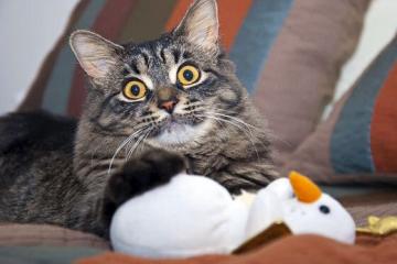 世俱杯-太极虎的战术牢笼，解析韩国教头如何缚住皇家社会，奥纳纳一夫当关