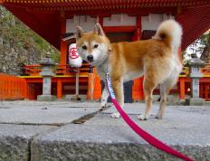 世俱杯时间-湖人对阵活塞，切特·霍姆格伦的攻防转换核心作用