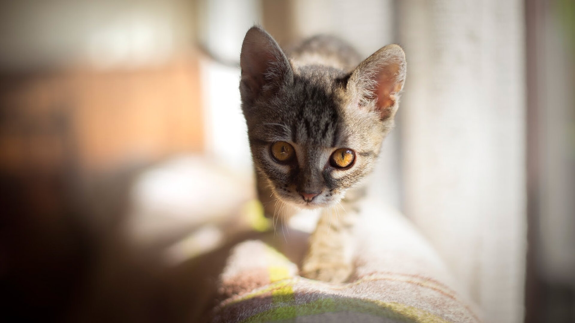 世俱杯赛程-阿拉巴铁幕下的叹息,当绝杀闪电刺穿白衣堡垒