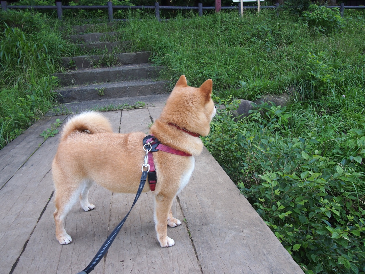 世俱杯参赛资格-山西队主场力克北京队，外援东契奇化身关键先生锁定胜局