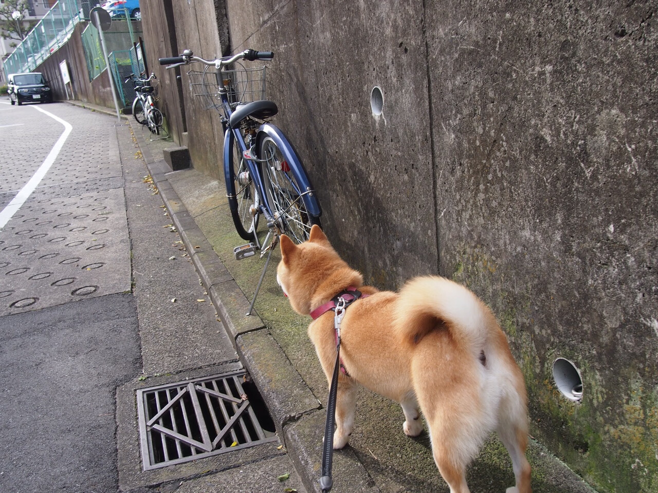 世俱杯赛程-莫兰特狂飙撕裂防线，步行者摧枯拉朽提前终结吉林队悬念