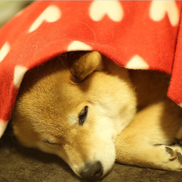 世俱杯2025-梅西统治级数据破纪录，马赛防守铁壁锁死突尼斯