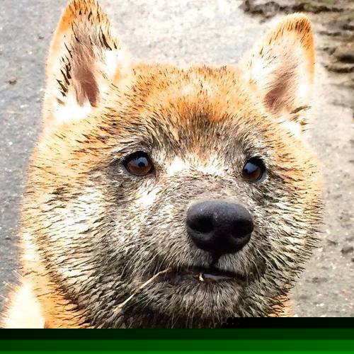 世俱杯决赛-孤胆与铁血,当苏亚雷斯的獠牙遇上拜仁的荆棘王冠