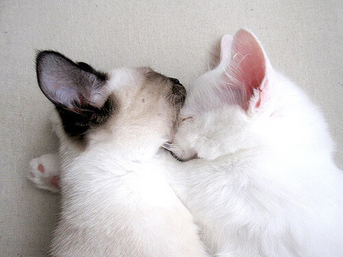 世俱杯2025-战术革新与巨星蜕变，开拓者如何用空间魔法锁死热火，浓眉成为胜负手