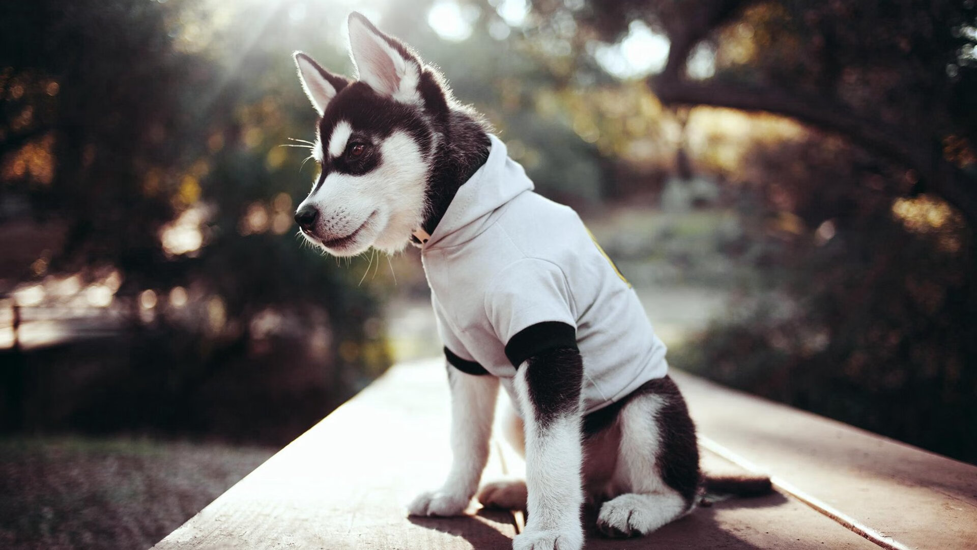 世俱杯改制-哈利伯顿个人能力完全展现，深圳队狂胜独行侠创历史