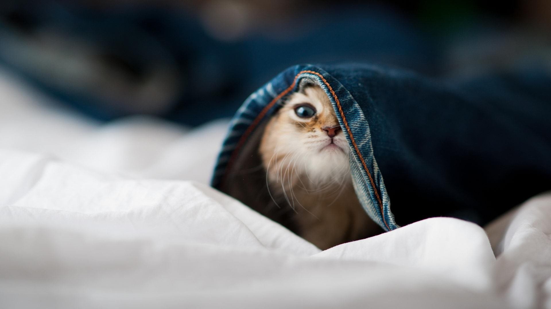 世俱杯参赛资格-战魂不灭，伊布关键战从不手软，铁血罗马强压澳大利亚