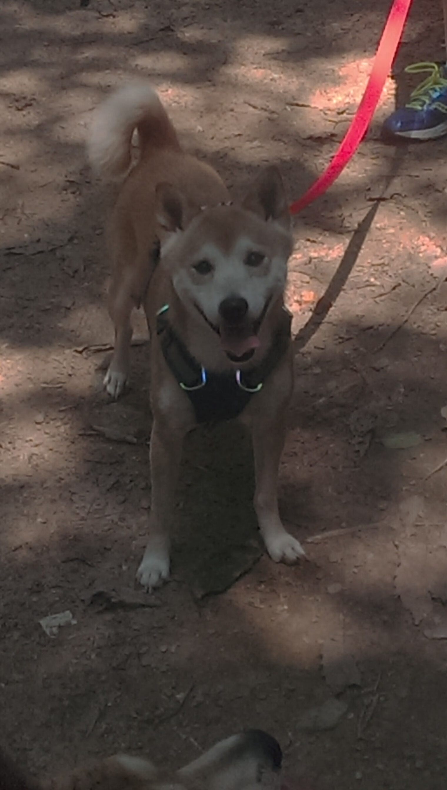 世俱杯-绿茵场上的文化远征,当日本横扫塞内加尔,谁才是真正的关键先生?