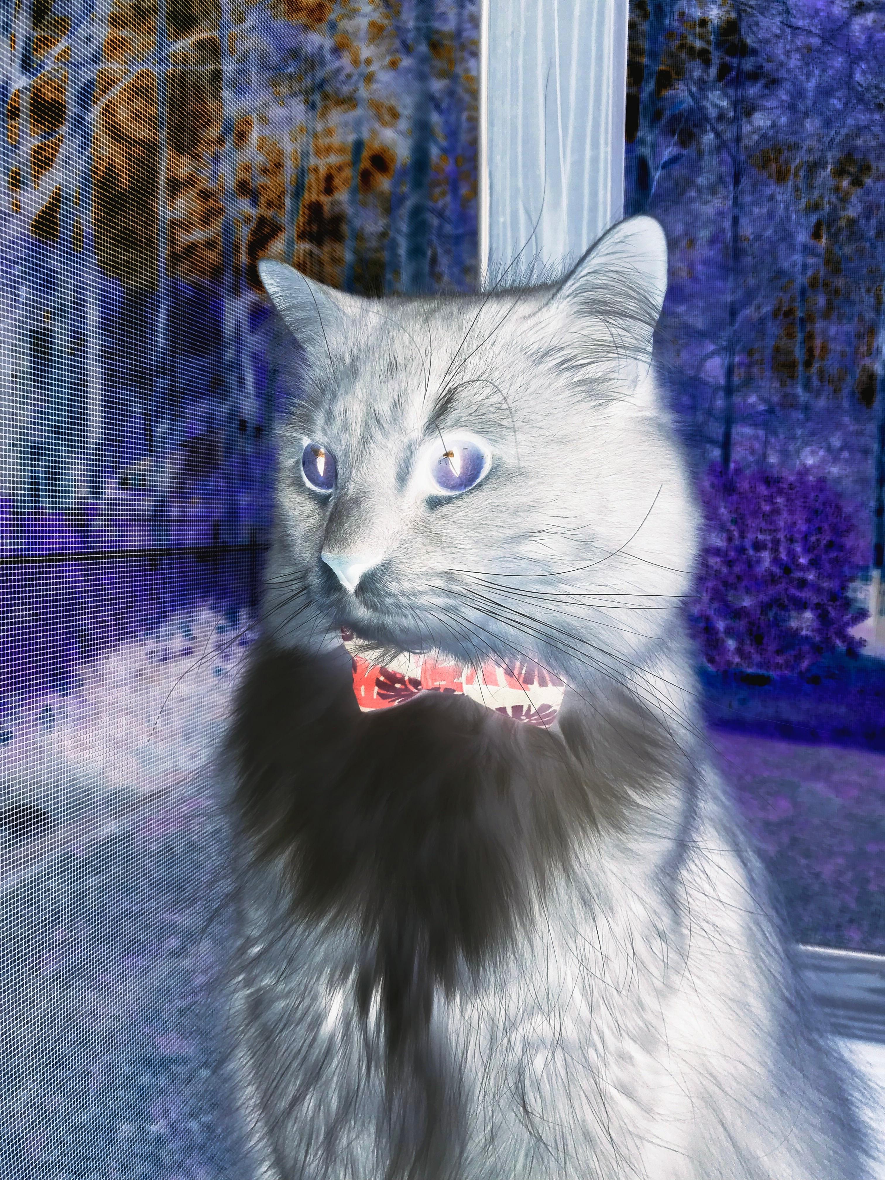 世俱杯改制-撕裂夜幕的一击，小贾伦致命三分与公牛的战术密码