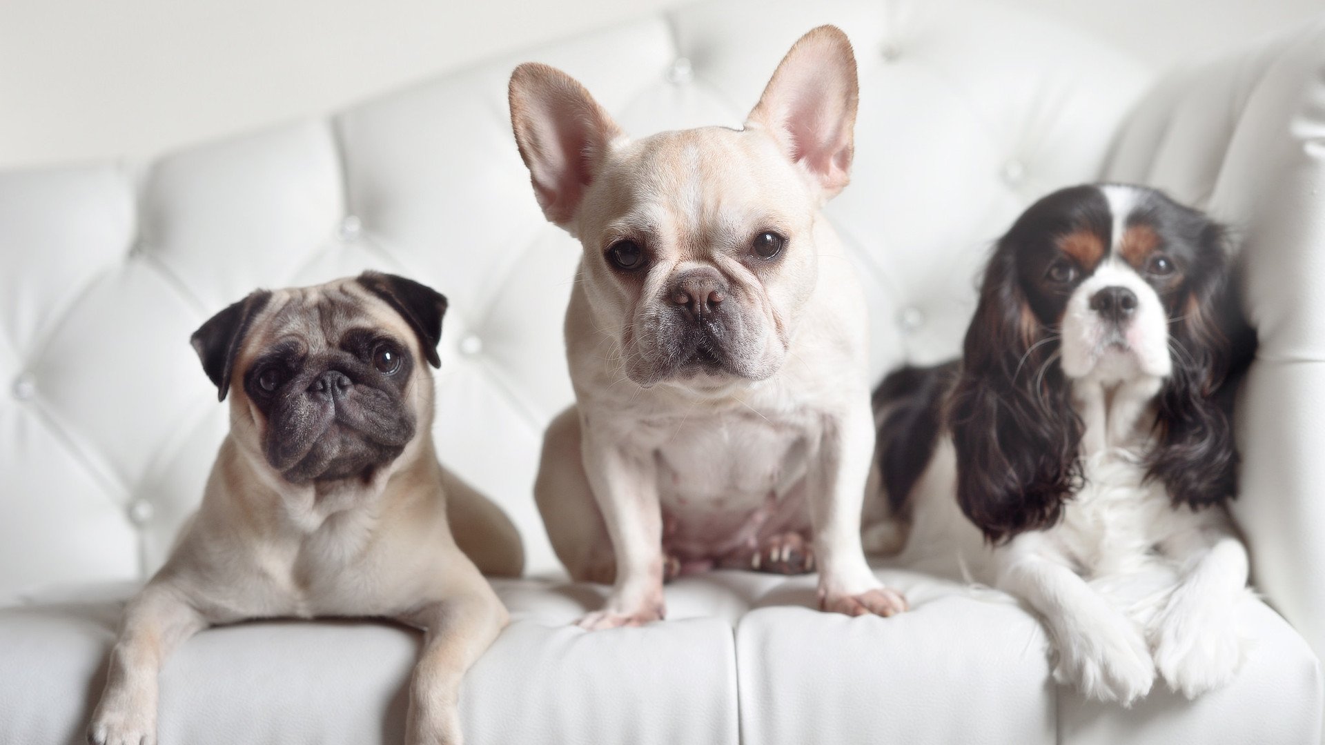 世俱杯-今夜明尼苏达死里逃生，另一边，塔图姆已在2026年接管比赛